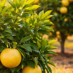 grapefruit-image