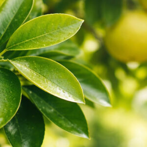 grapefruit-leaves-fresh