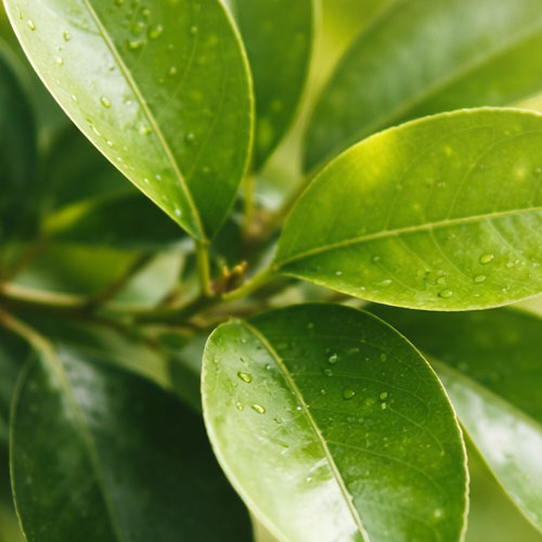 grapefruit-leaves