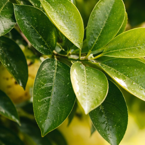 grapefruit-tree-leaves