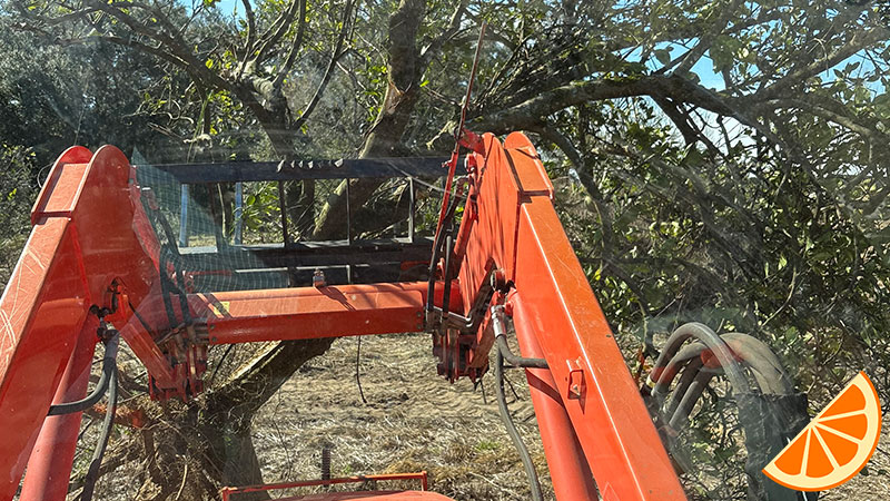 taking-dead-trees-out-of-the-ground