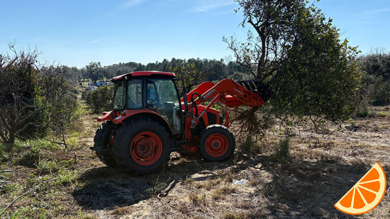 uprooting-dead-orange-trees