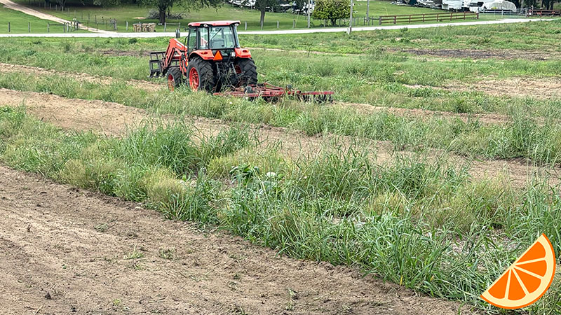 new-grapefruit-tree-rows-before-bio-char