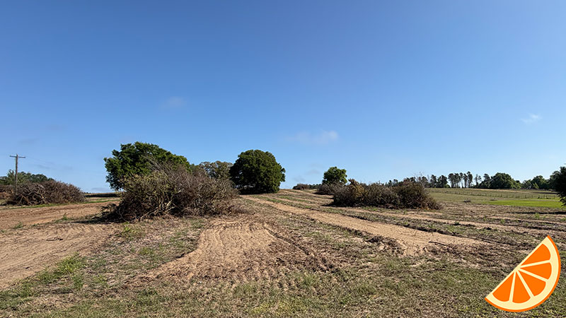 pushed-citrus-trees-my-fruit-tree-clermont