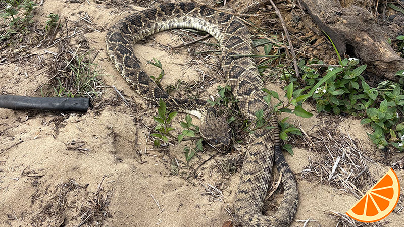 rattlesnake-friend-my-fruit-tree